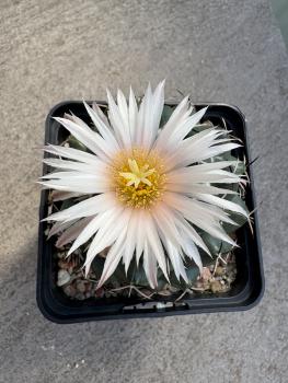 Coryphantha maiz-tablasensis